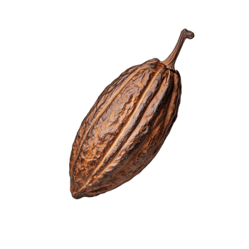 Cocoa pod with textured surface and rich brown color on transparent background png
