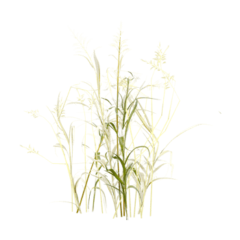 Leptochloa grass isolated on transparent Canvas png