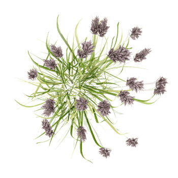 Green grass isolated on transparent Canvas from top view png