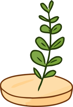 Cartoon Drawing of a Small Green Plant in Soil on a Circular Base png