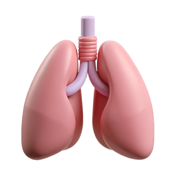 3D Lungs Organ png
