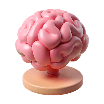 3D Brain Organ png
