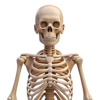 3D Human Skeleton png