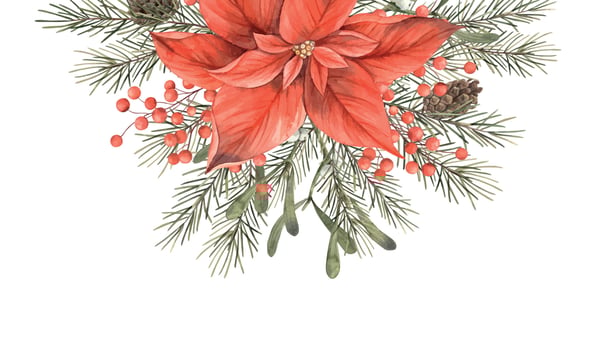 Christmas poinsettia red flower and beautiful mistletoe. Watercolor frame with flower, fir branches and cones for postcard. Drawing for Christmas and New Year holidays, decorations, invitations. vector