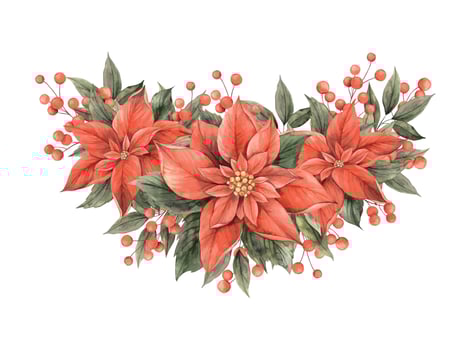 Poinsettia, Christmas red flower, leaves and red berries. Watercolor botanical bouquet hand drawn in Christmas style. Drawing for Christmas and New Year holidays, invitations, cards, banners. vector