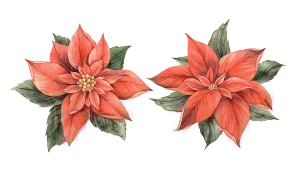 Poinsettia, Christmas red flower with green leaves. Set of two watercolor botanical illustrations in holiday style. Floral and plant trend. Drawing invitations, greeting cards and holiday banners. vector