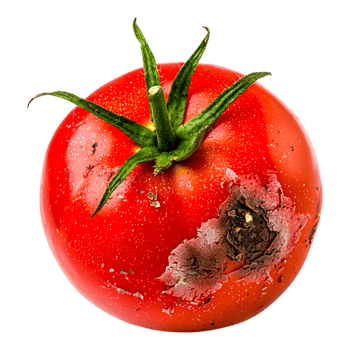 Fresh Tomato with Rot on the Surface png