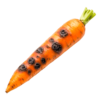 Fresh Organic Carrot with Unique Black Spots on Its Surface png