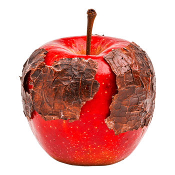 Red Apple with Rotting Skin Close-Up Showing Decay and Aging png