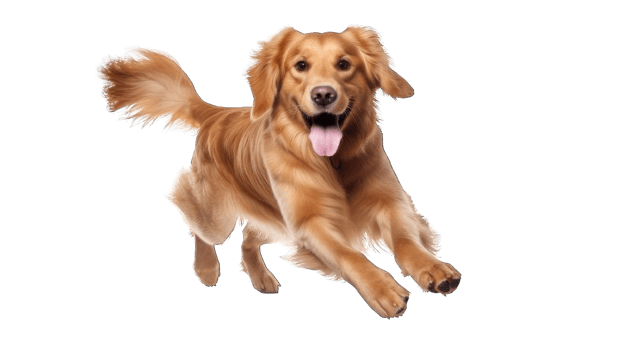 Collection of . Golden Retriever, Dog Running and Jumping, isolated on a transparency background. png