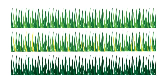 collection of green grass on white background vector