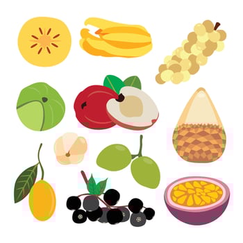 Tropical Fruit Wonders vector