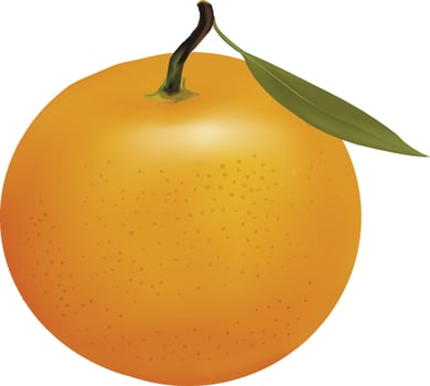 Realistic Orange Fruit vector