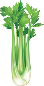Realistic Fresh Vegetable Celery vector