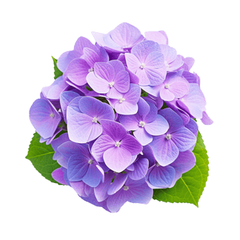 Hydrangea flower isolated on transparent background png