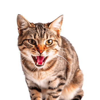 A cat with its mouth open and its mouth open png