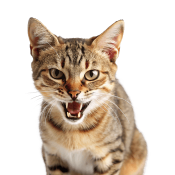 A cat with its mouth open and its eyes wide open png