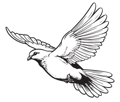 Flying dove, pigeon. Realistic ink sketch of wild bird. Hand drawn illustration in vintage, engraving style. Black contour element isolated on white, for design, print, card, decor, tattoo etc. vector