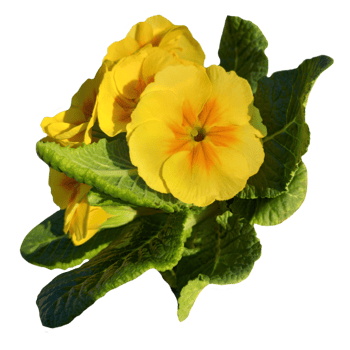 a group of yellow primrose flowers isolated from the background png