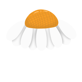 Flowers, white daisies, withered petals png