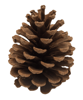 Brown pinecone on transparent background. Perfect for nature-themed designs, holiday decorations. Christmas decor, pine cone cut out. png
