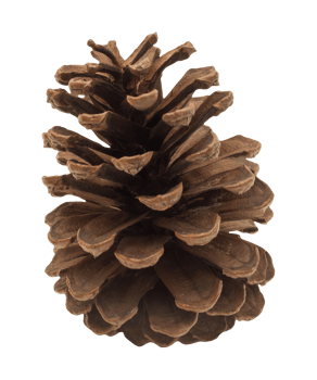 Natural brown pinecone on transparent background. Perfect for nature-themed designs, holiday decorations. Christmas decor, pine cone cut out. png