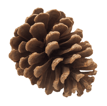 Detailed, natural brown pinecone on transparent background. Perfect for nature-themed designs, holiday decorations. Christmas decor, pine cone cut out. png