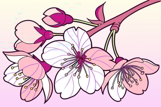 Professional Cherry Blossom Branch Illustration Pink and White Flowers. vector