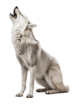 Arctic Wolf Howling Isolated on Transparent Background png