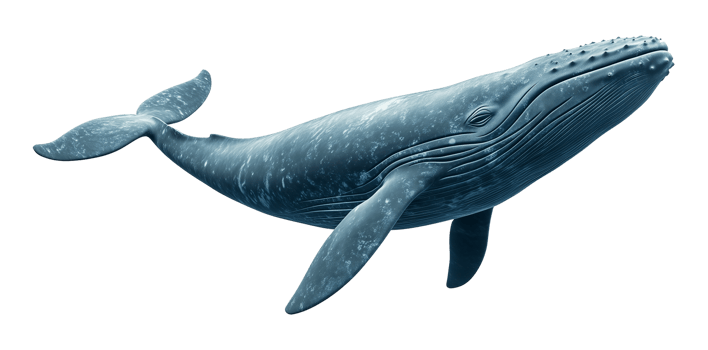 Blue Whale Swimming Isolated on Transparent Background png