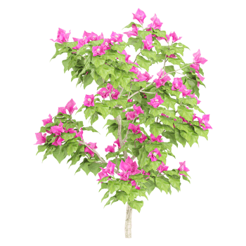 3d illustration of Bougainvillea tree isolated on transparent canvas png