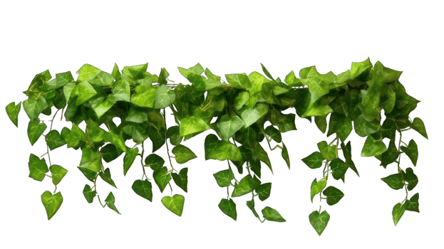 Collection of . Green Leaves Javanese Treebine or Grape Ivy Cissus, isolated on a transparency background. png