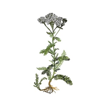 Hand drawing botanical yarrow illustration vector