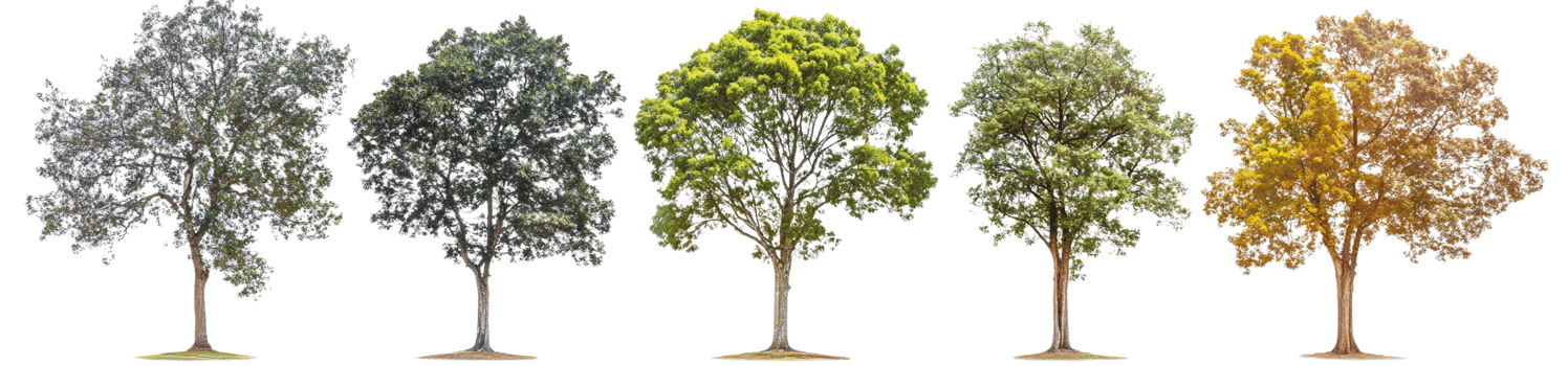 Five trees seasonal changes isolated on transparent background png