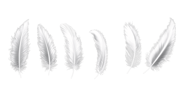 White feathers on transparent background png