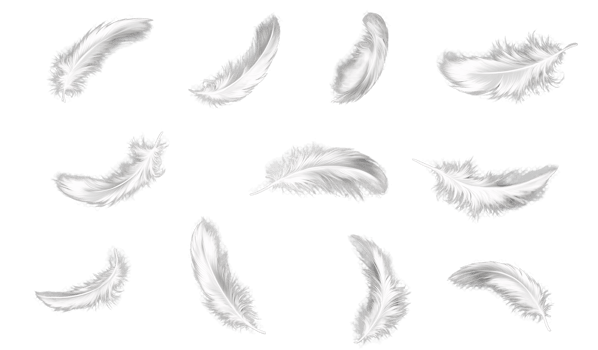 White feathers falling on transparent background png