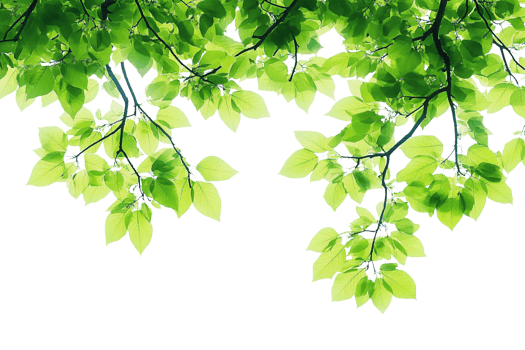 Green leaves branch on transparent background png