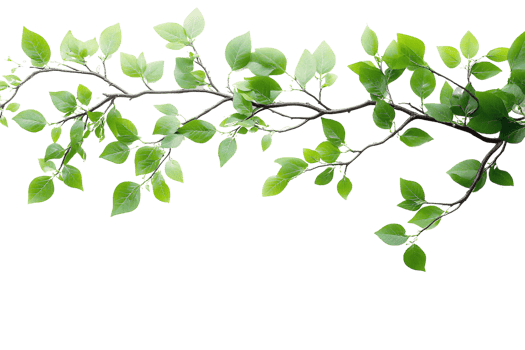 Green branch with lush leaves on transparent background png