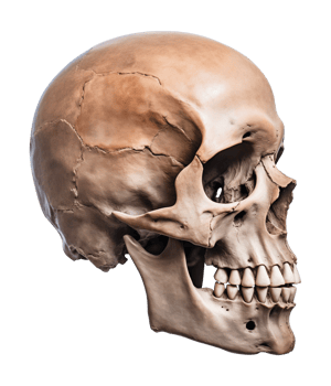 Skull Side View Isolated on Transparent Background png