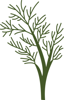 dill herb spice ingradient food clipart png