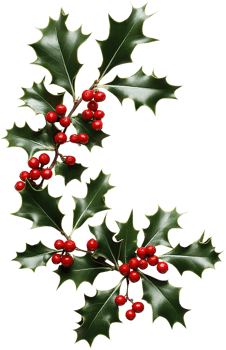 christmas holly branch png