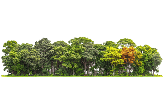 Lush green trees row on transparent background png