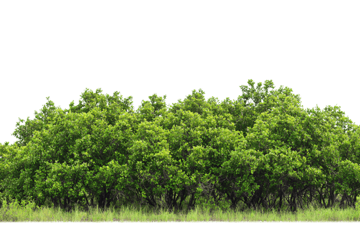 Forest Tree Row with Rich Green Leaves on Transparent Background png