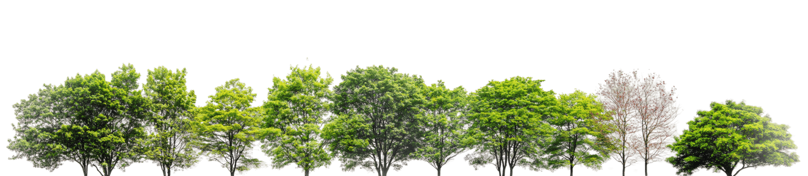 Scenic Natural Trees on Transparent Background png