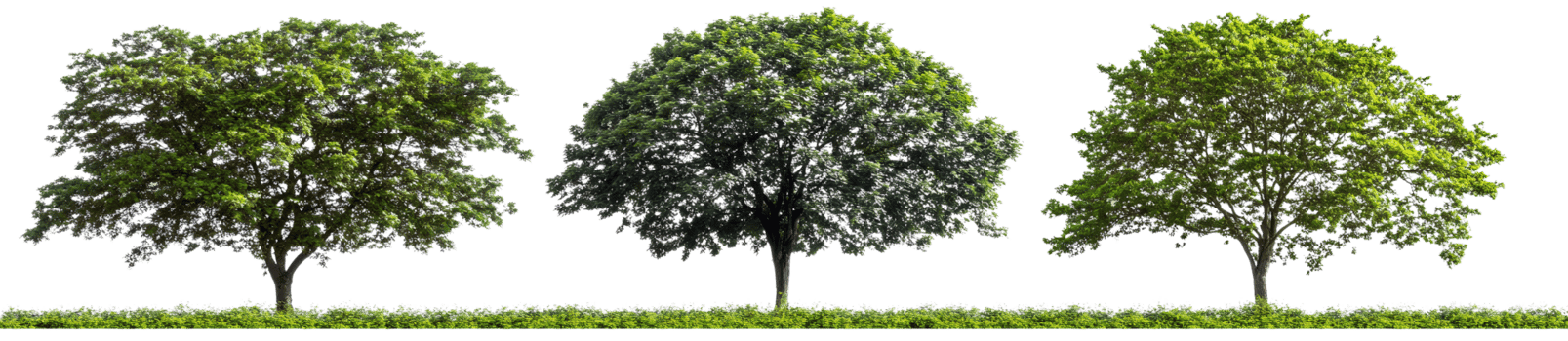 Vibrant Green Foliage Trees on Transparent Background png