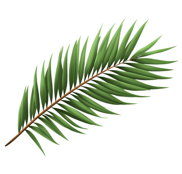 Green palm leaf branch on transparent background png