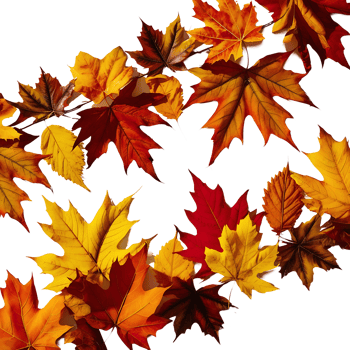 autumn leaves clipart png