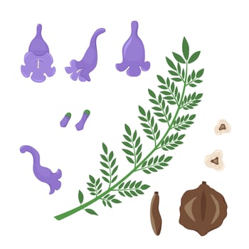 Jacaranda Mimosifolia tree. Flowers, buds, seeds and branch with leaves set. Flora in Australia and Portugal. vector