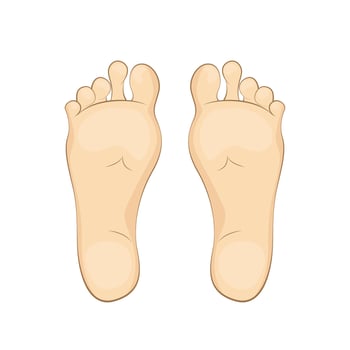 Illustration of a woman soles. feet, sole, body part. vector