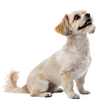 A small dog sitting on a transparent background png